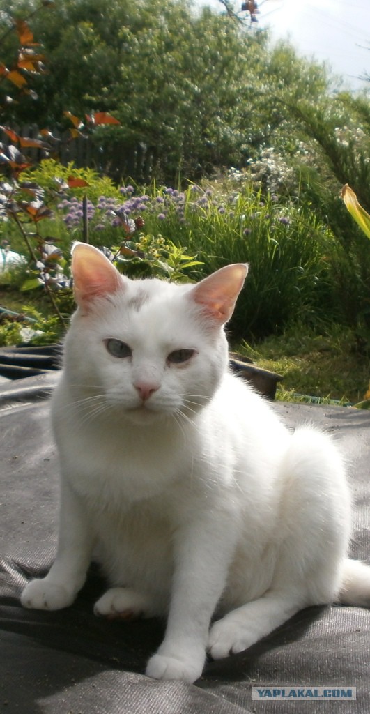 Котовторник 26.06.2018