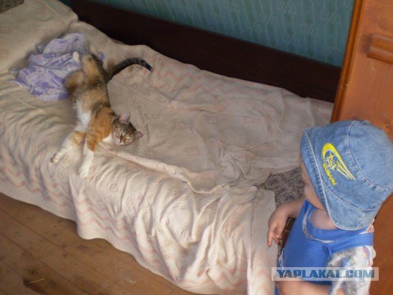 Котовторник на вторник! (30.09.2008)