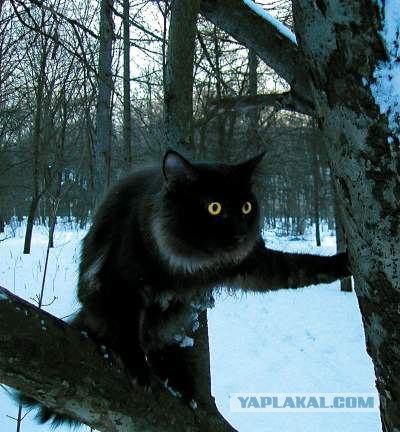 Погладь коалу (2 фото)