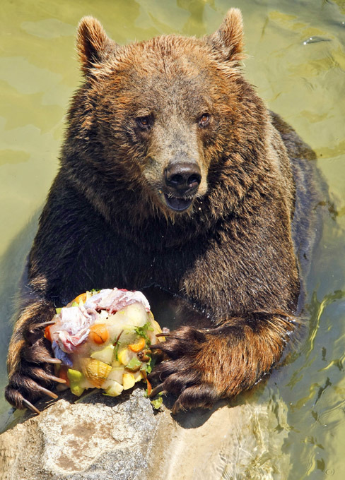 В мире животных (лето, жарко)