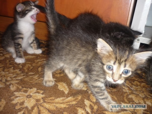 Котовторник на 22 июня