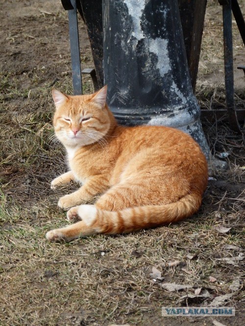 Начинаем котовторник!