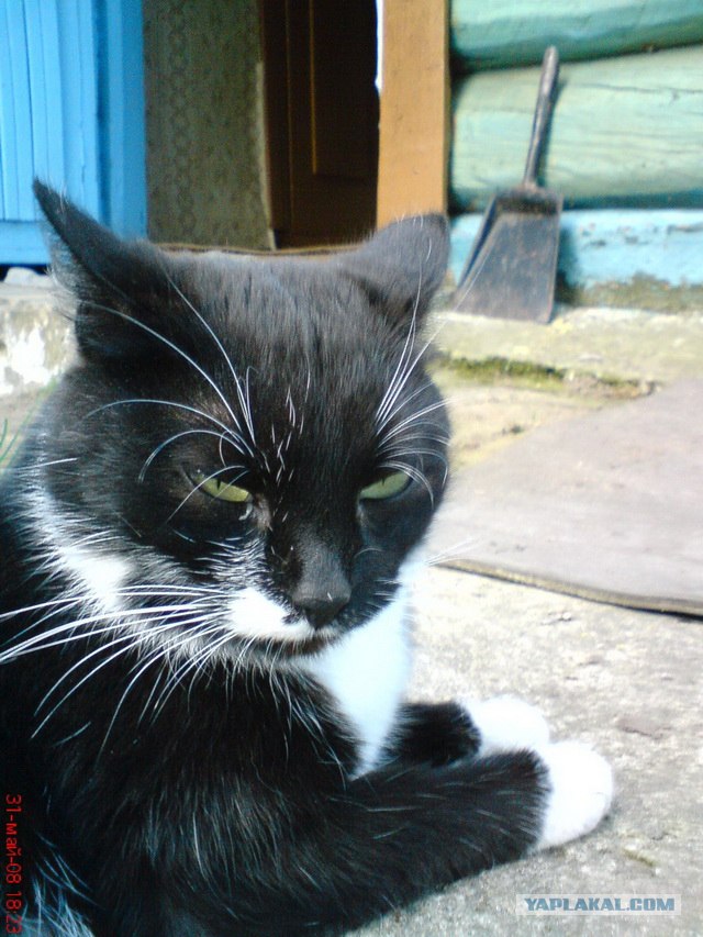 Котовторник! 11.10.11