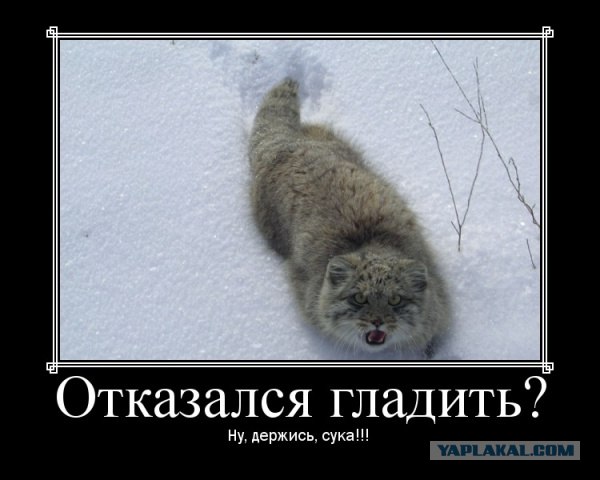 Зевни кота