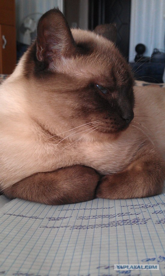 Котовторник!