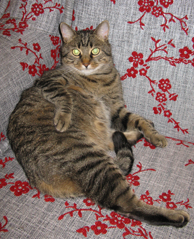 Котовторник 17 января