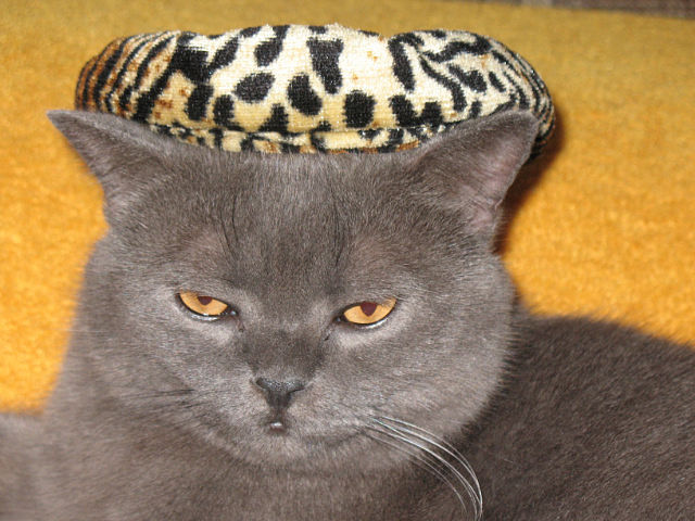 Котовторник (31.01.2012)