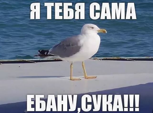 Может чайку картинки прикольные, открытках