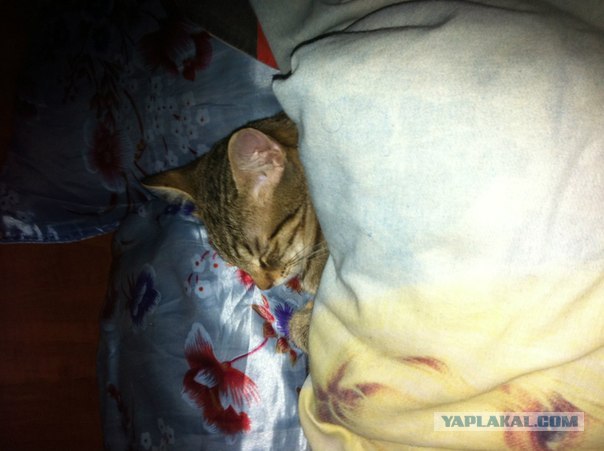 Котовторник (21.02.2012)