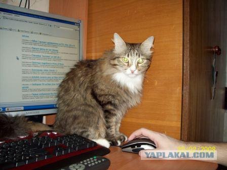Котовторник  от 3.04.2012