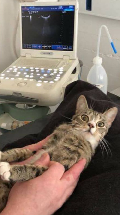 Прикольных котов пост