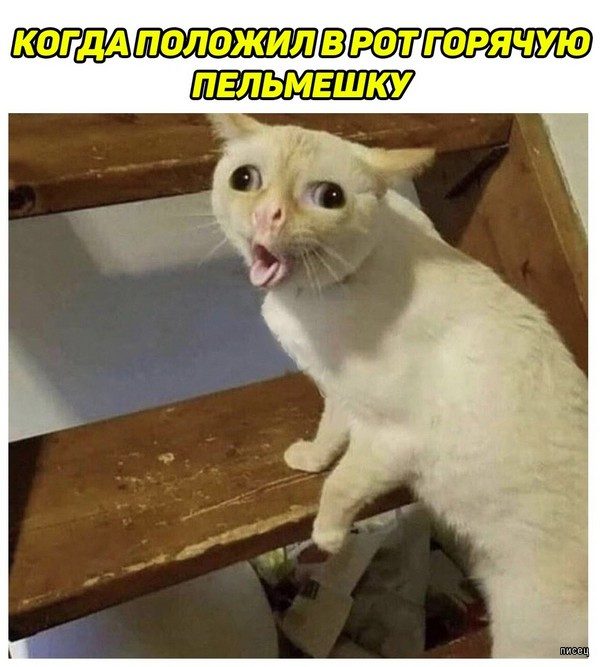 Веселые картинки когда...