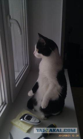 Котовторник  28.08.12