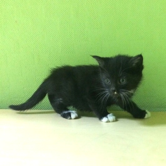 Забавные фото котеек