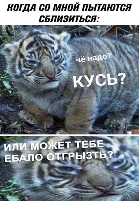 Картинки с надписями, истории и анекдоты