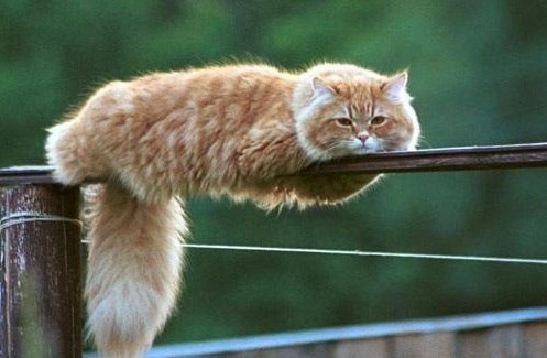 Главная молитва котизма