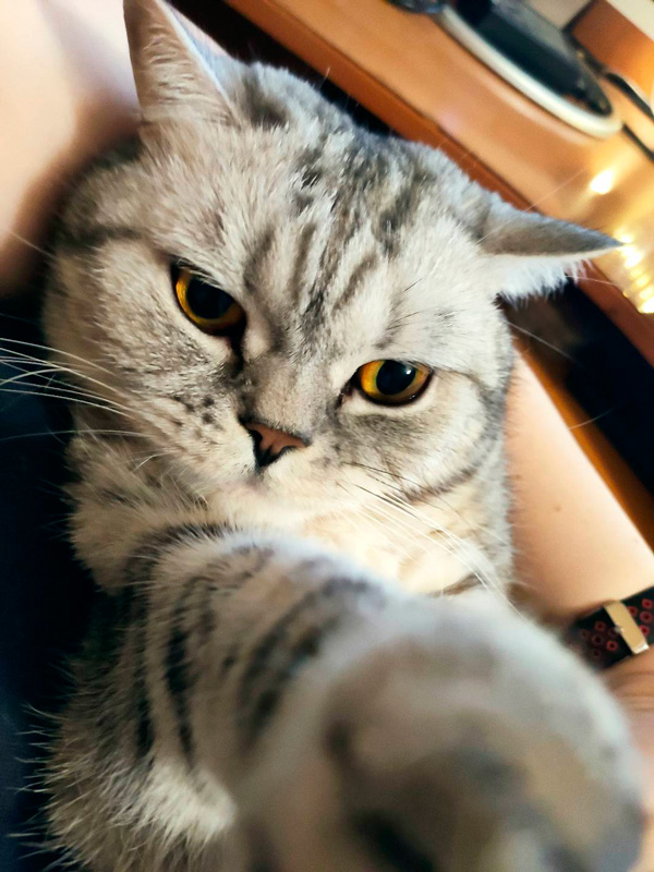 Кошак захватил клавиатуру? Решение проблемы найдено!