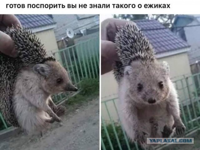 10 лет брака псу под хвост