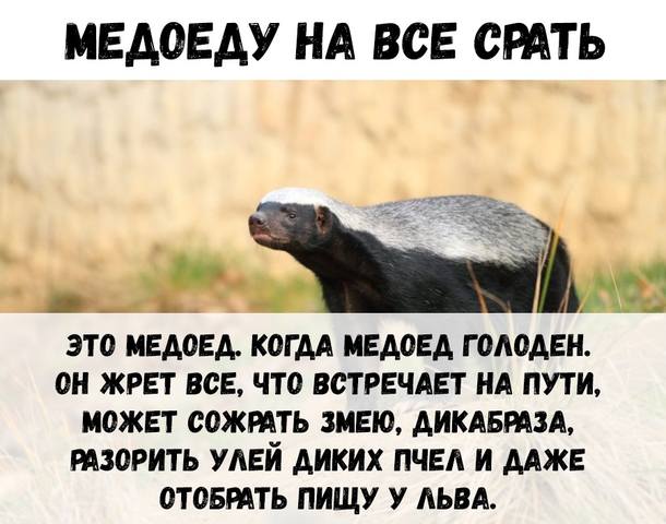 Почему медоеда боятся даже львы