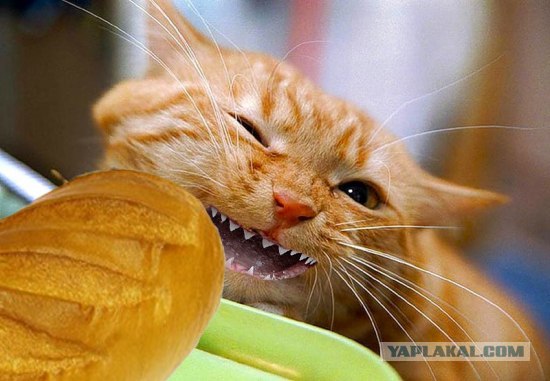 Фотожаба: Пятница у кота