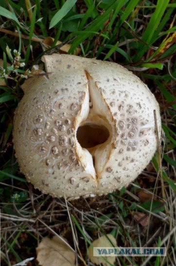 Генералы песчаного карьера