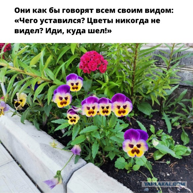 Так себе картинки 09.05.23