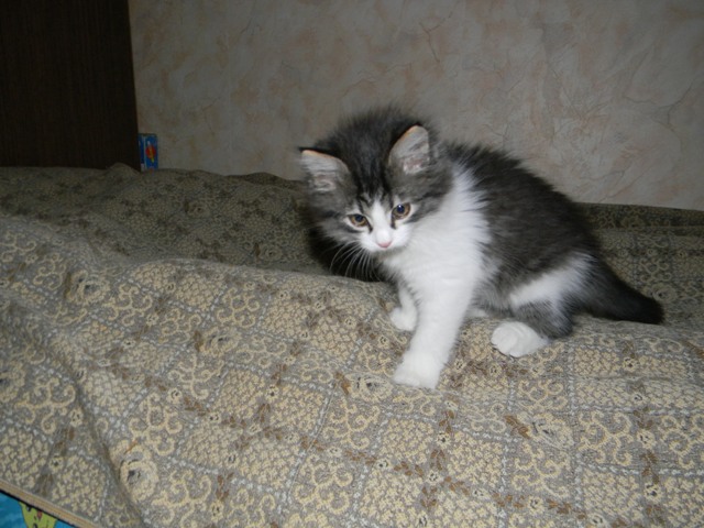 Котовторник 16.04.2013