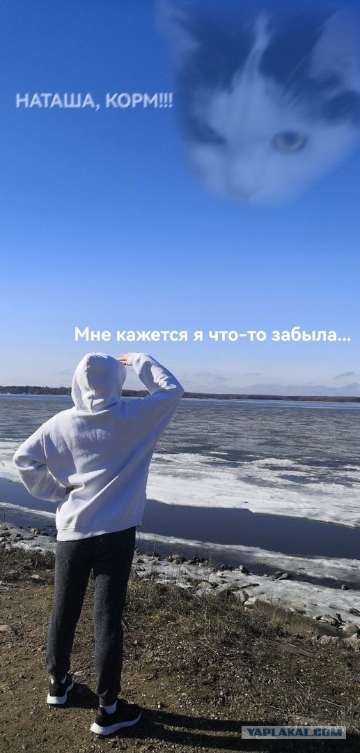 Не только котовторник, а еще и Всемирный день кошек!