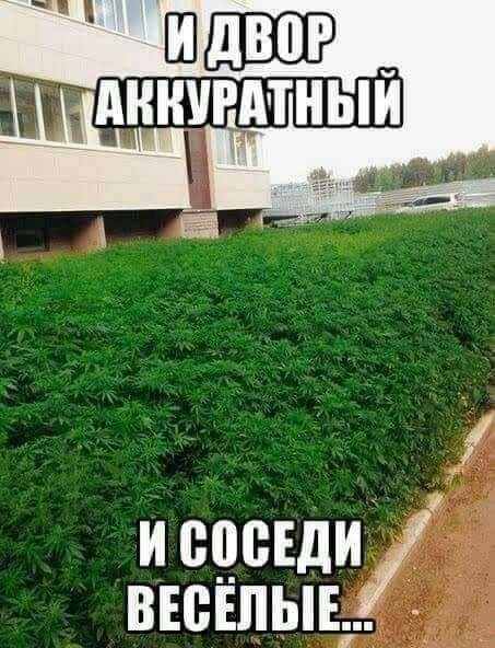 Исследование: каннабис помогает людям с хроническими заболеваниями значительно улучшить качество жизни — QUEST