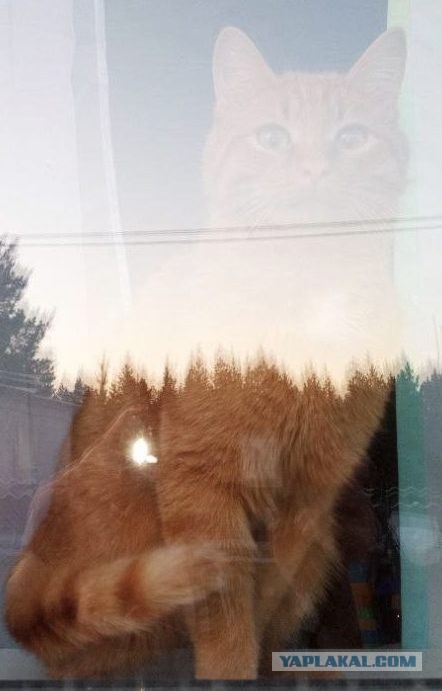 Котокартинки