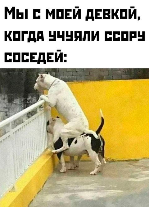 Весёлый полтишок 05.08.24