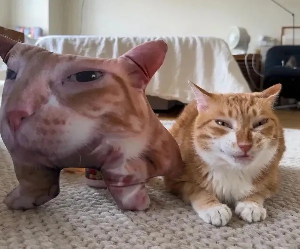 ФотоВинегрет