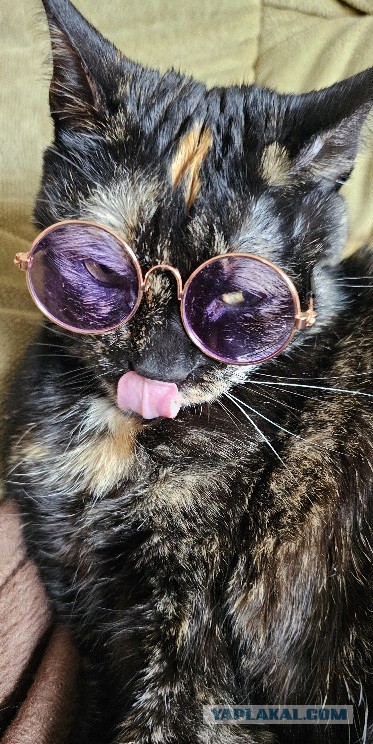 С Котовторником!
