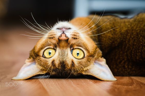 Котовторник 31.12.2024. Последний котовторник года