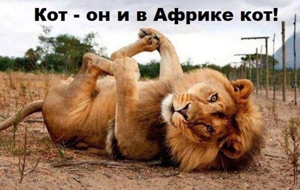 Весёлые картинки