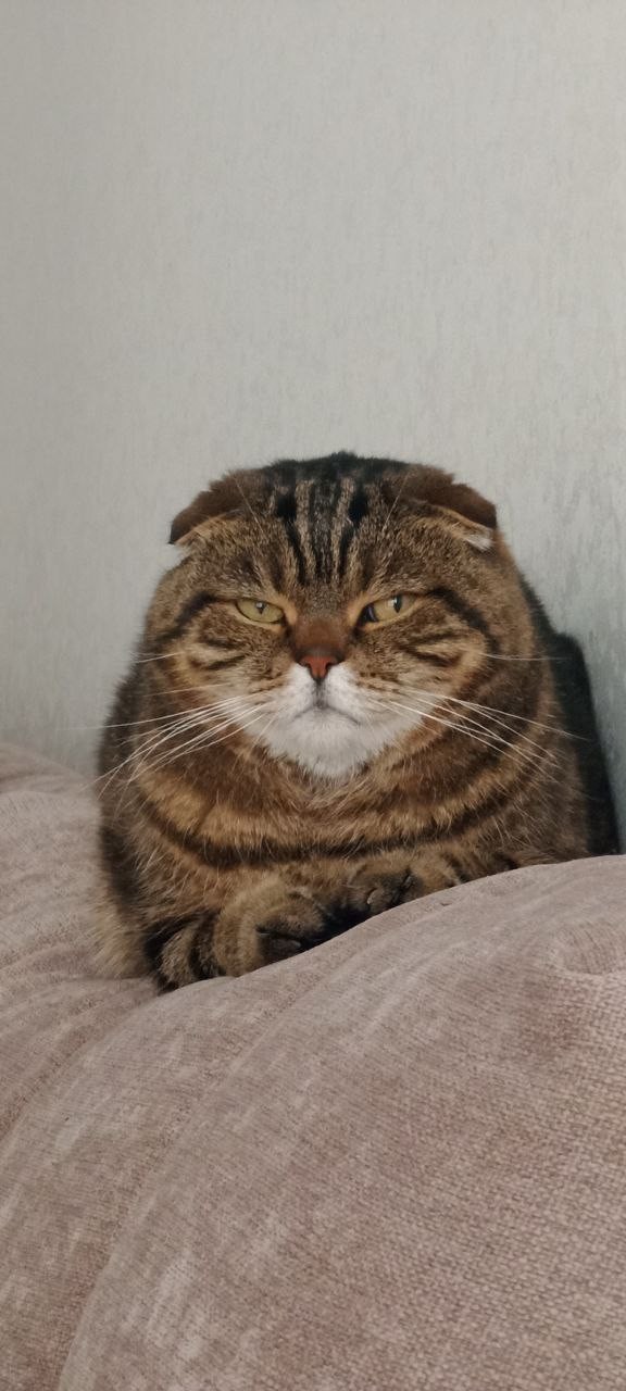 Немного моих котиков к вторнику