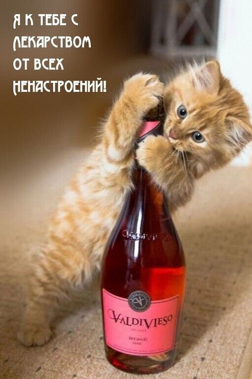 К котовторнику: подборка картинок-баянов с котиками и про котиков. Выпуск 9