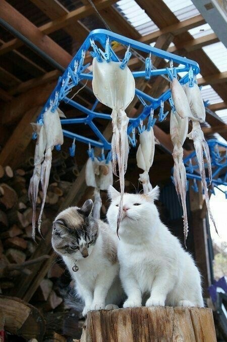 Рыбный четверг