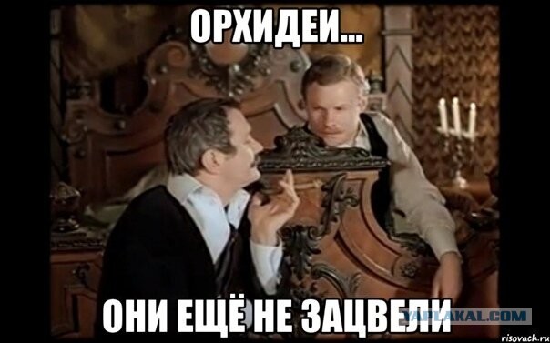 Настоящий доктор