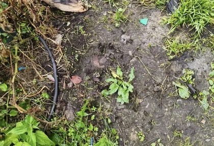 Медведь растерзал пожилую женщину в Красноярском крае