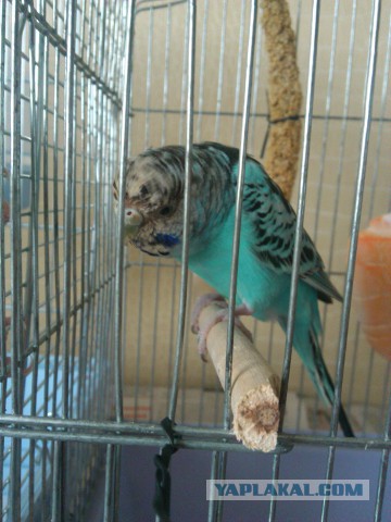 Как я попуганов размножала