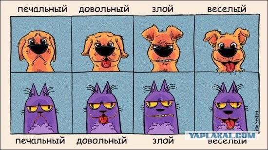 Сравнение выражения эмоций собак и кошек