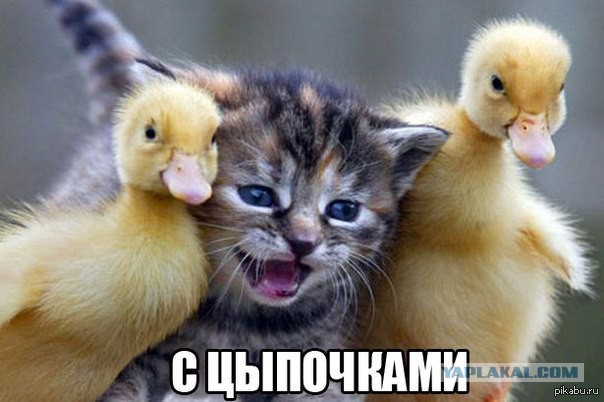 Котовторник 05.08.2014