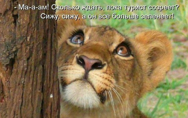 Веселые картинки