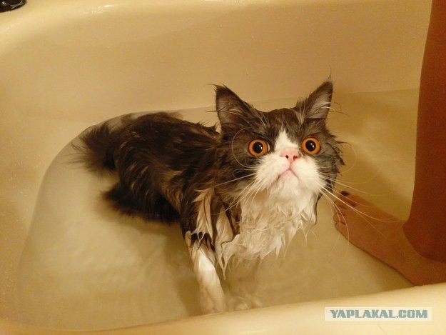 Котовторник 27.01.2015