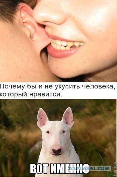 Картинки из интернета