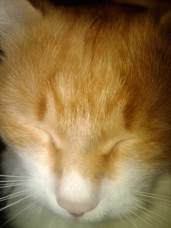 Котовторник 29-09-2015,