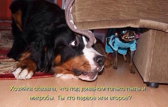 Немного картинок и демотиваторов
