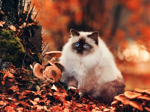 Забавные картинки из Сети