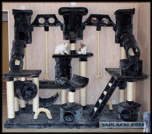 Мейн-куны  настолько  суровы...